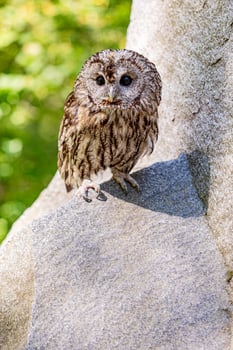 Stone cliff lush tawny owl photo