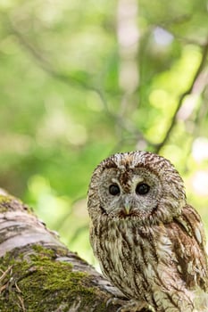 Tawny owl amidst fallen tree trunk photo