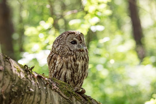 Fallen tree's tawny owl sentinel photo