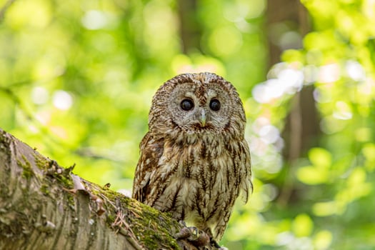 Trunk of fallen tree with tawny owl photo