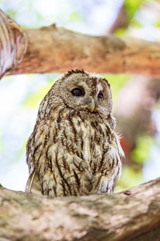 Amidst thick branches a cute tawny owl photo