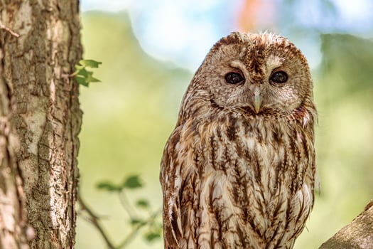 Amidst thick branches a tawny owl photo