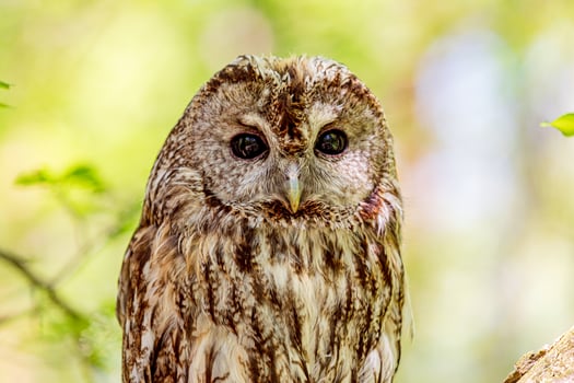 Summer tawny owl among blurred greens photo