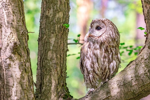 mysterious Tawny owl nestled among thick tree branches photo