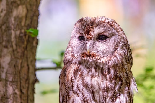 Tawny owl hidden in the blur of summer leaves photo