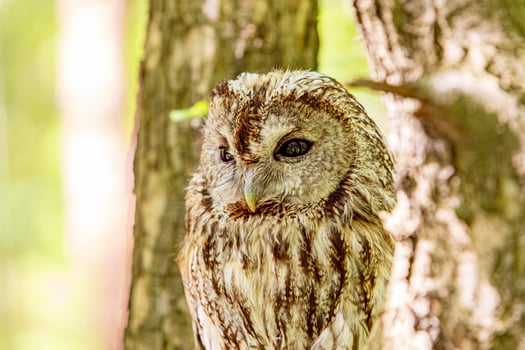 wise Tawny owl nestled among thick tree branches photo