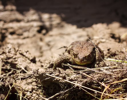 European brown toad on a ground. photo