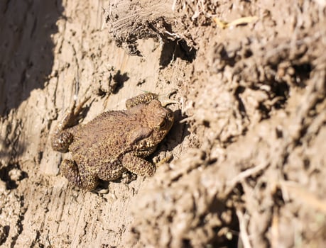 European brown toad close up photo