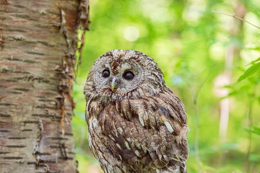 Tawny owl nestled on forest stump photo