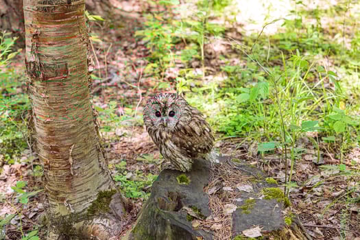 Stump in the forest and tawny owl photo