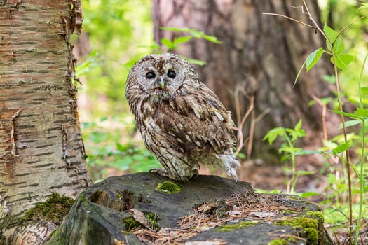 Tawny owl on rugged forest stump photo