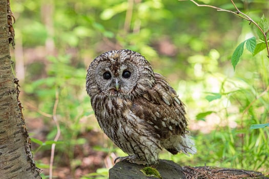 Tawny owl and forest stump photo