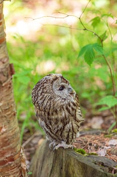 Tawny owl perched on forest stump photo