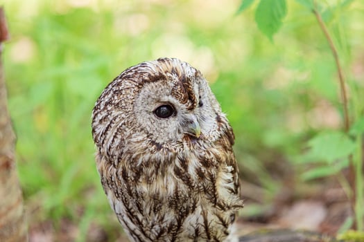 Tawny owl surrounded by soft summer green blur photo