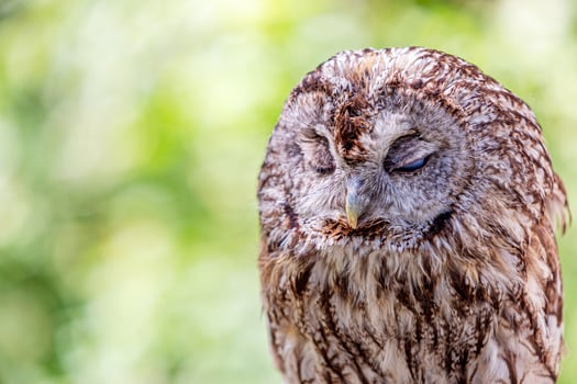 Tawny owl dozing, sleeping during in green forest photo