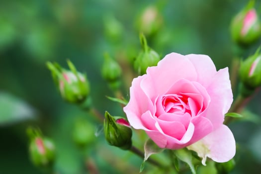 Soft pink rose Bonica with buds in the garden. Perfect for background of greeting cards for birthday, Valentine's Day and Mother's Day photo