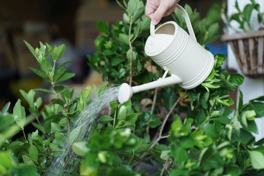 Man watering plants in his garden. Urban gardening watering fresh vegetables nature and plants care concept. photo