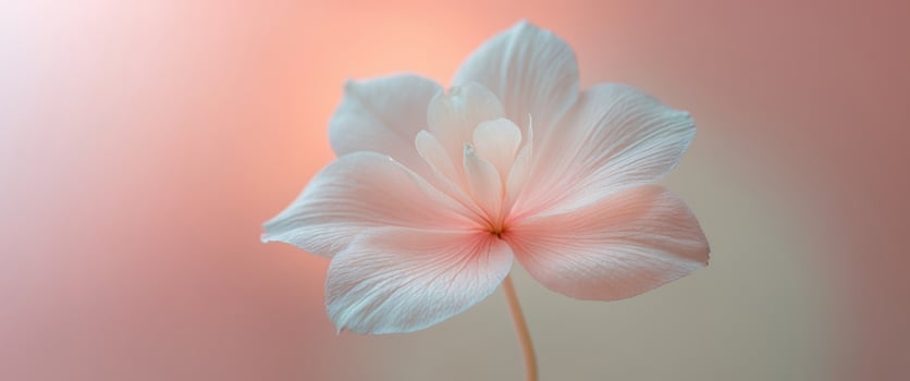 A close up of a flower with a pink background. photo