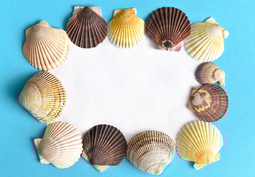 Marine frame made of Japanese sea scallop seashells on a blue background. close-up photo