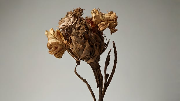 Dried Flower Botanical Still Life Study dry photo