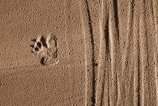 Animal paw prints in sand with natural textures and trails. at Baltic sea cost in Latvia with dogs footprints, bicycle tire tracks imprinted in the sand. Bike wheel traces on a sandy beach surface. 1 photo