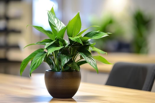 Peace lily plant bringing greenery to modern office space photo