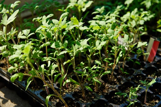 Young tomato plants growing in seedling trays under natural sunlight photo