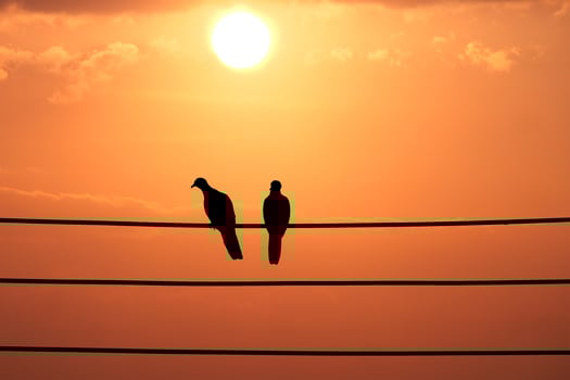 Silhouetted Birds Perched on Wires Against a Vibrant Orange Sunset Sky with Glowing Sun photo