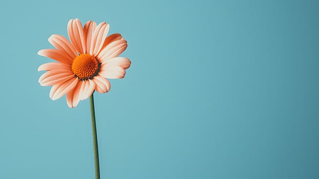 Daisies in spring blue background with copy space. . photo