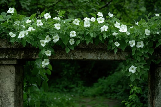 White flowers blooming over stone arch photo