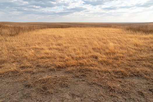 Dry grass field under a cloudy sky photo