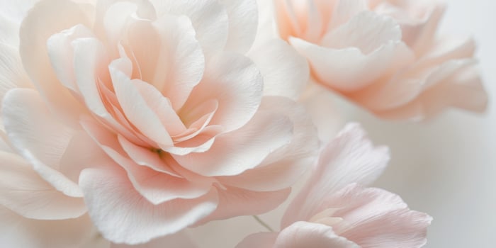 Delicate pastel flower petals softly overlapping photo