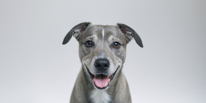 A dog is staring at the camera with its mouth open photo