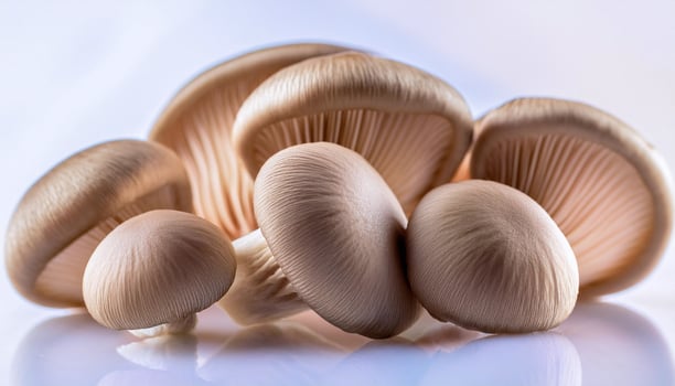 Perfect Mushrooms on White Background photo