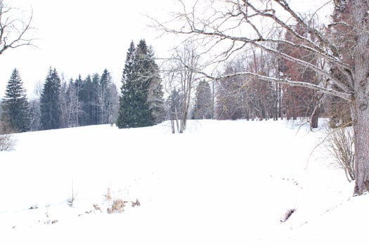 Winter landscape featuring snow-covered field with a distant forest. Tranquility of a winter day, the vast expanse of white and the subtle textures of the snow. Concept of leisure activity on open air photo