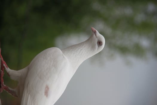 A white bird with red feet photo