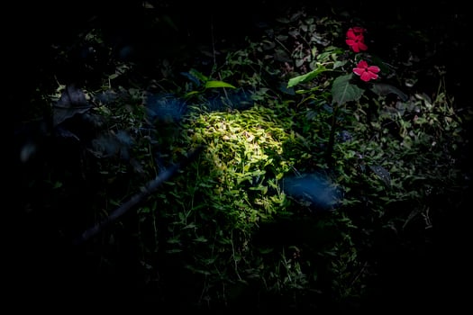 A flower is in the dark photo