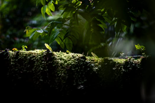 A tree with leaves photo
