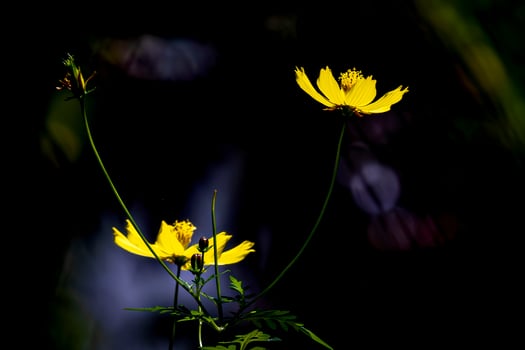 Yellow cosmos flowers in the dark photo