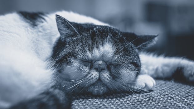 A cat sleeping on a couch photo