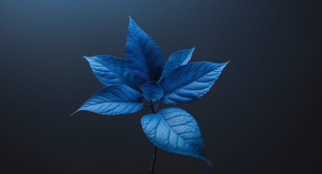 A close up of blue leaves with a dark background photo