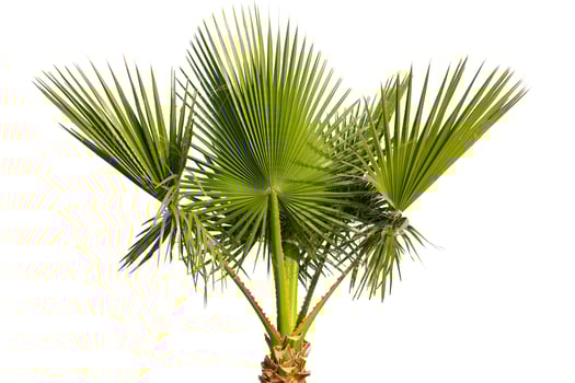 Tropical Palm Tree Isolated on White photo