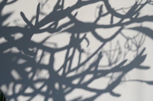 Shadows of branches dance on a sunlit wall in a tranquil afternoon setting photo