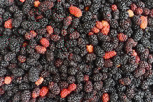 Picked up ripe mulberry background close up photo