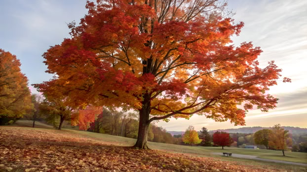Majestic Autumn Maple Tree in Vibrant Fall Colors photo