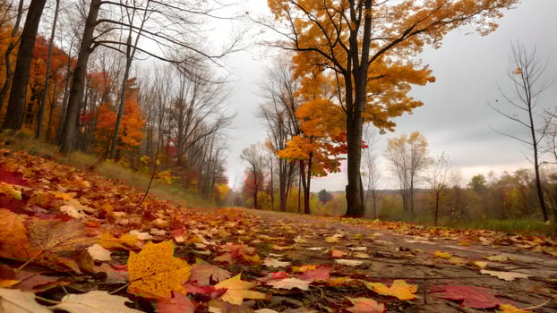 Serene Autumn Forest Path, Golden Leaves and Cloudy Sky photo