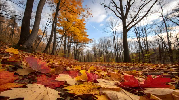 Vibrant Autumn Forest Path photo
