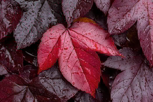 Red leaves with water droplets after rain photo