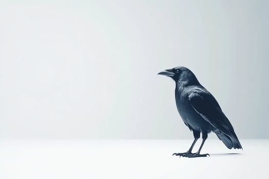 Birdwatching image. Raven, detailed feathers photo