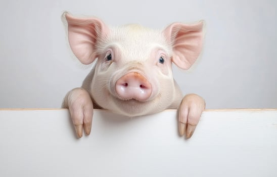Adorable close-up of a curious piglet with floppy ears and bright eyes, peeking over a white board. Perfect for animal themes or farm related concepts. National Pet Day. photo